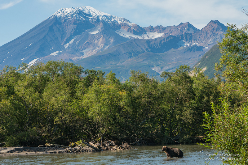 Bears in the Kronotsky Reserve, Kamchatka