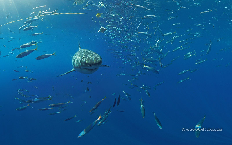 Diving with great white shark