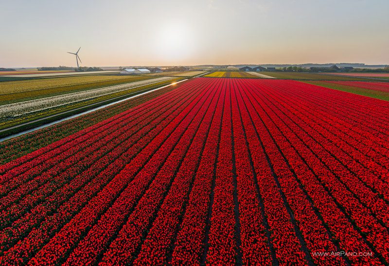 Holland. The country of tulips