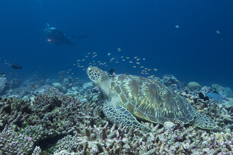 Diving with turtle