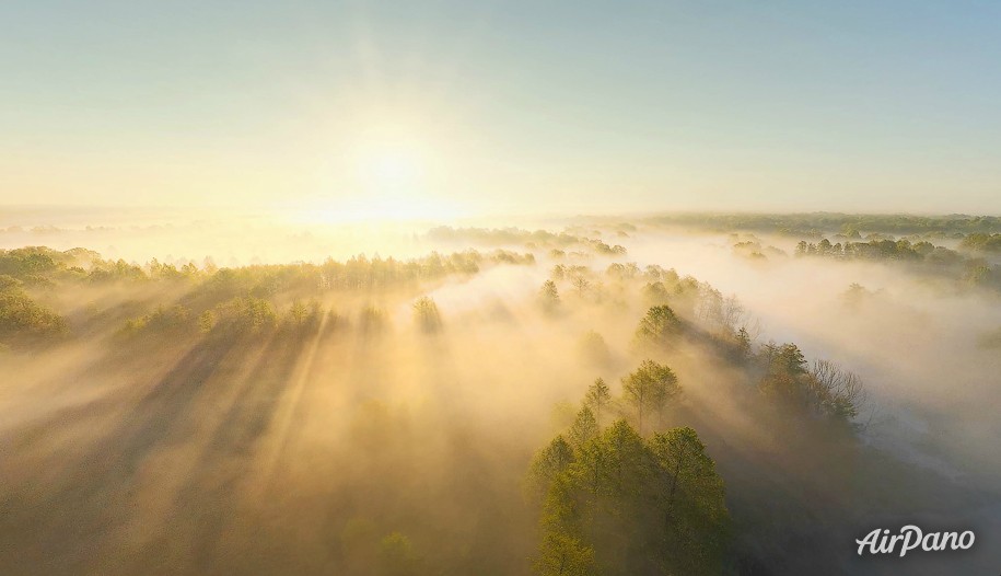 Bryansk forest on a foggy morning. Russia