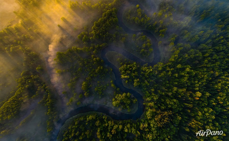 Bryansk forest on a foggy morning. Russia