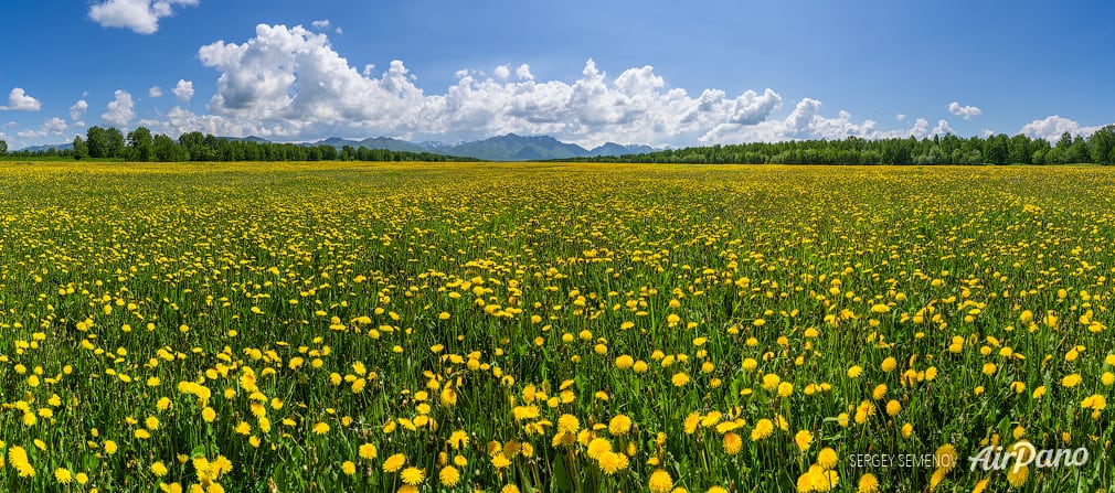 Flower field