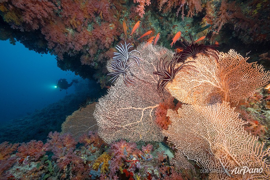 Coral reef