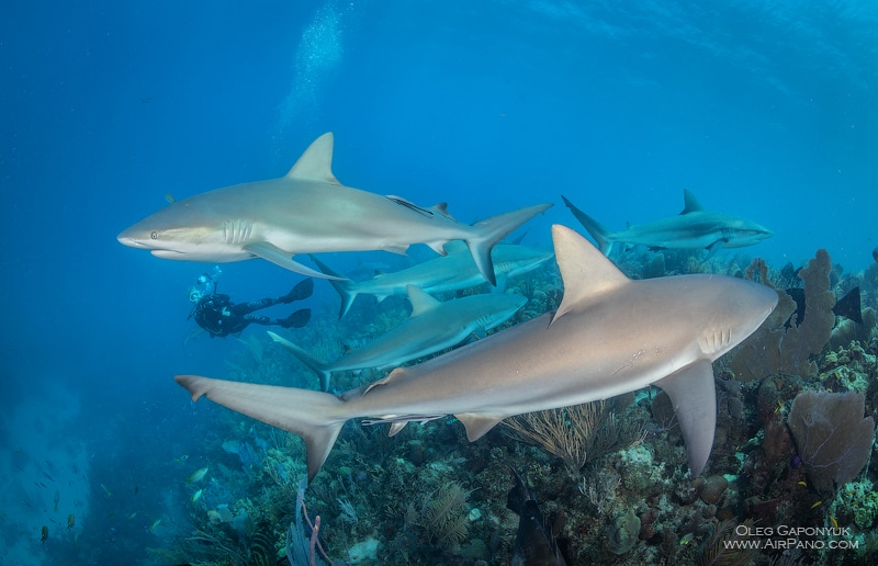 Diving with sharks