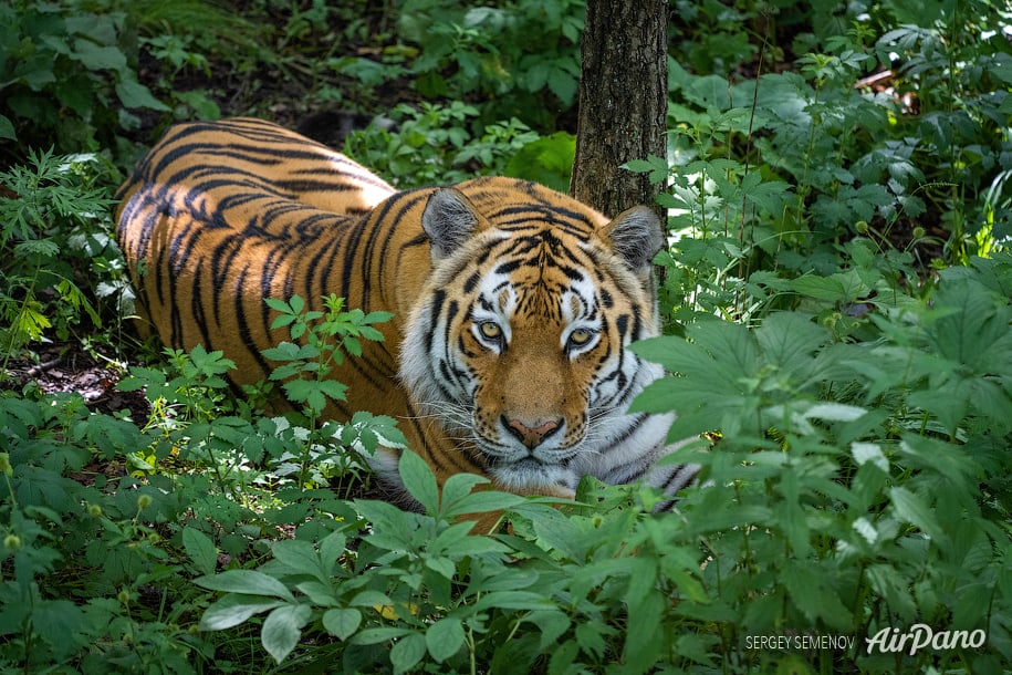 Tiger in forest