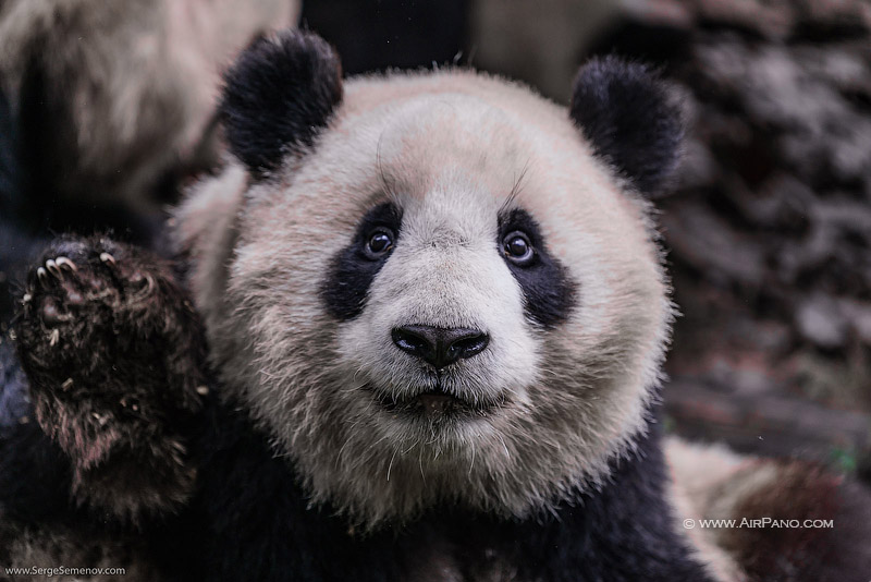 Chengdu Research Base of Giant Panda Breeding, China