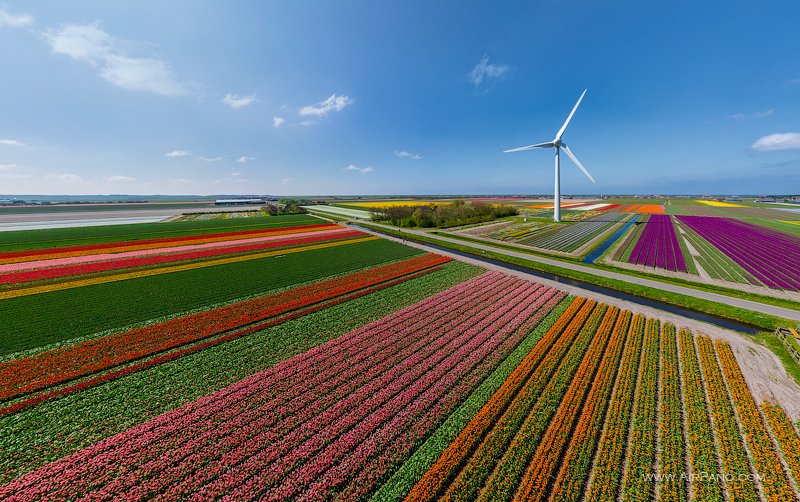 Tulip fields