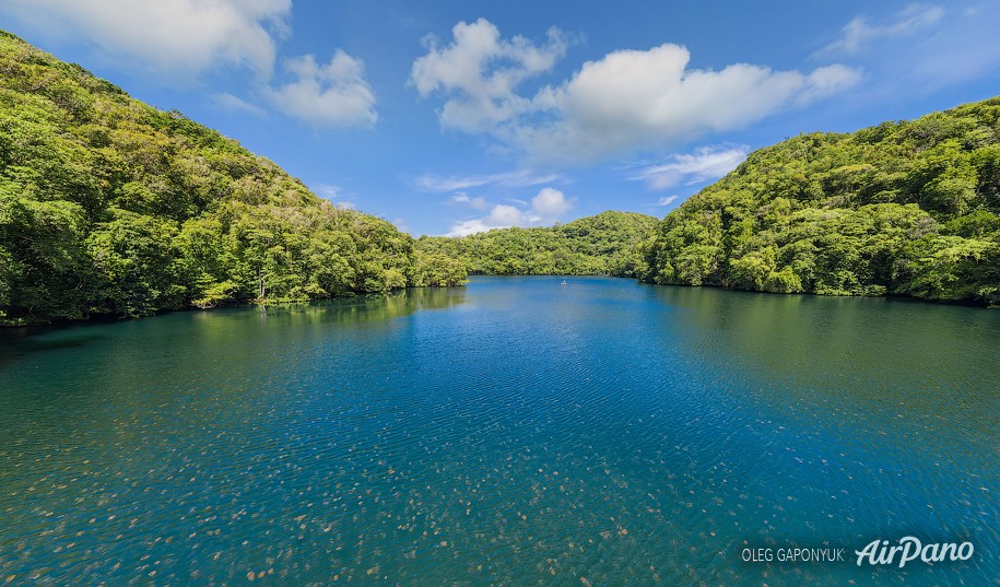 Jellyfish Lake, Palau