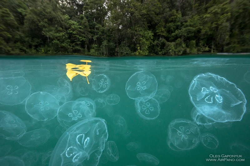 Jellyfish Bay, Raja Ampat, Indonesia