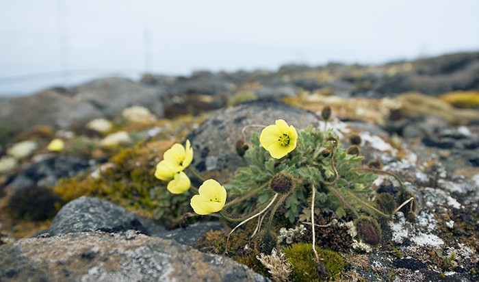 Franz Josef Land