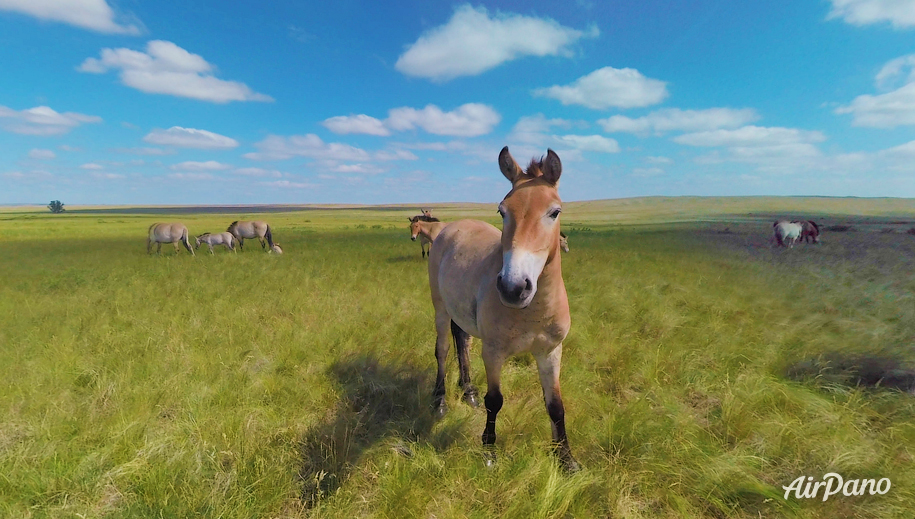 Orenburg Nature Reserve. Pre-Ural Steppe