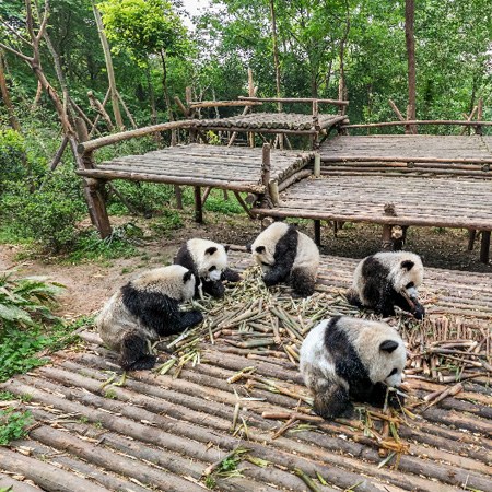 中國 成都大熊貓繁育研究基地