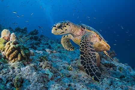 埃及 馬薩阿拉姆 海洋生物