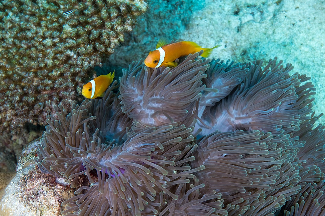 馬爾代夫 海底天堂