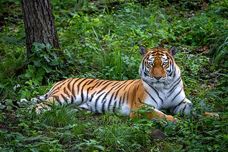 普里莫爾斯基野生動物園 野生貓科動物