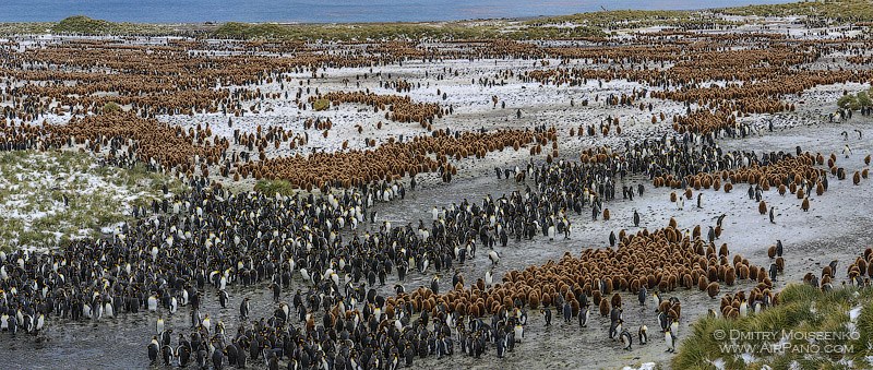 Antarctica, South Georgia Island