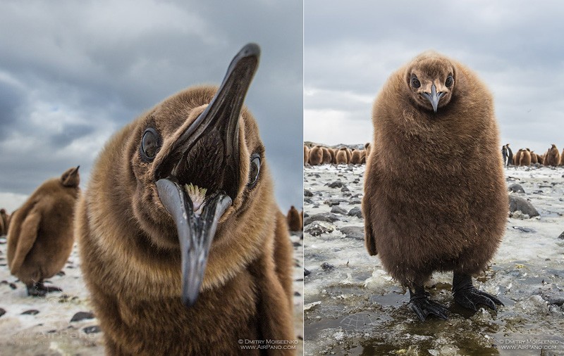 Baby of King penguins