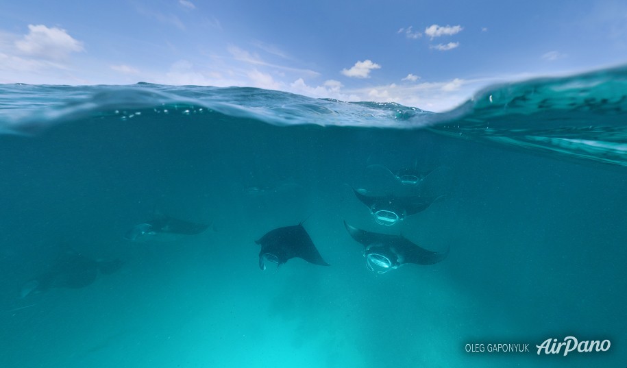 Manta Rays, Maldives