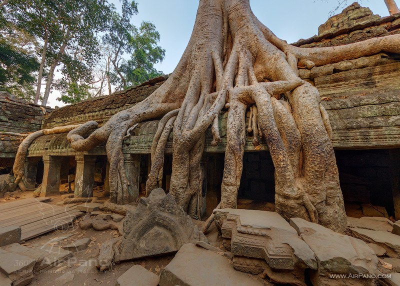 Ta Prohm, roots 