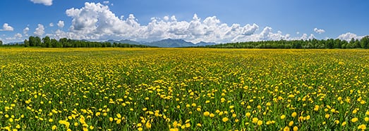 花海冥想