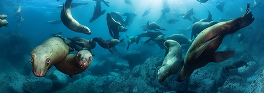 海底世界 海豹和海獅