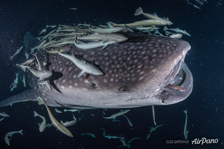 Whale shark