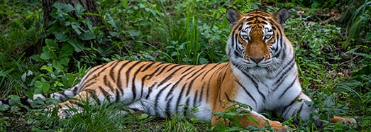 普里莫爾斯基野生動物園 野生貓科動物