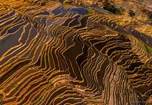 Yuanyang rice terraces #13