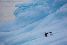 Penguins in Antarctica #11