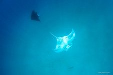 Two manta rays