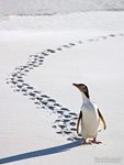 New Zealand yellow-eyed penguin