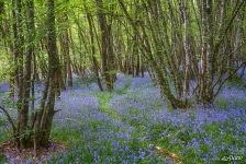 Forest near Chateau de Chambord