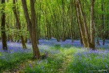 In the forest near Chateau de Chambord