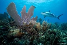 Corals and shark