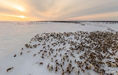 Deer herd of Nenets people