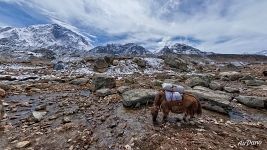 Yak near the Lobuche village