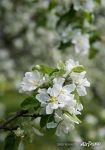 Flowers of apple tree