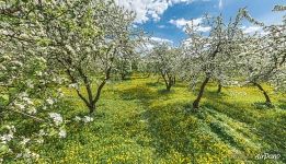 Apple trees in bloom