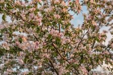 Flowers of apple-tree