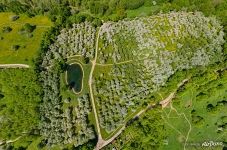 Apple orchards from an altitude