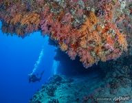 Corals of the Southern Maldives