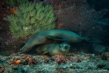 Sea lions