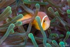 Clownfish