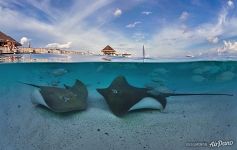 Underwater Maldives. Stingrays