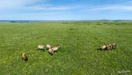 Przewalski's horses