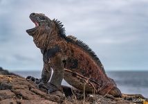 Marine iguana