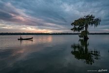 Bald cypress lake