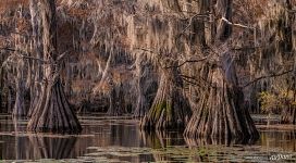 Big bald cypresses