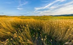 Beskain natural landmark. Feather grass